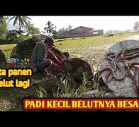 Mancing Belut D Sawah Kecil